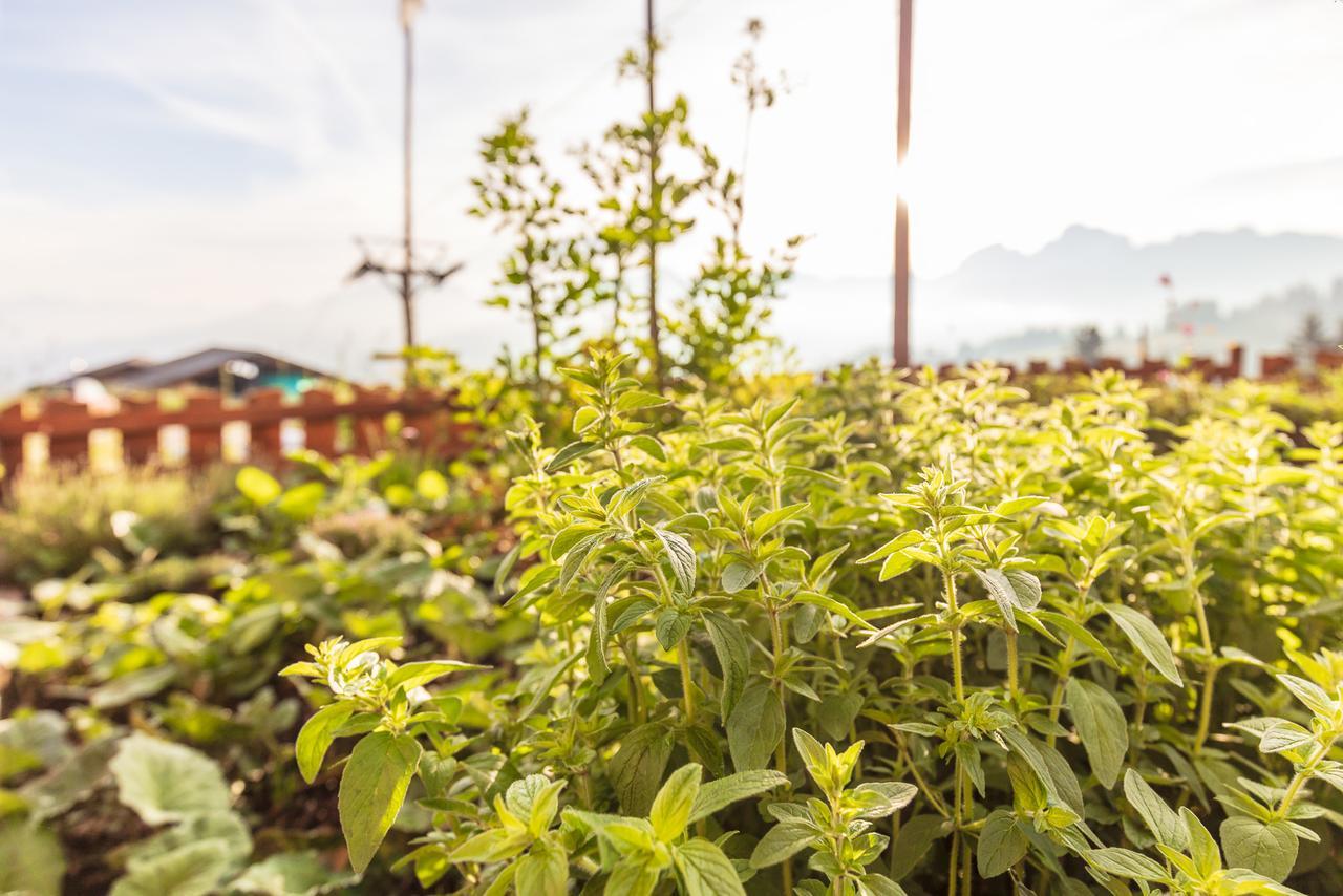 瑞德包瑞士高山小屋旅馆 茨魏西门 外观 照片